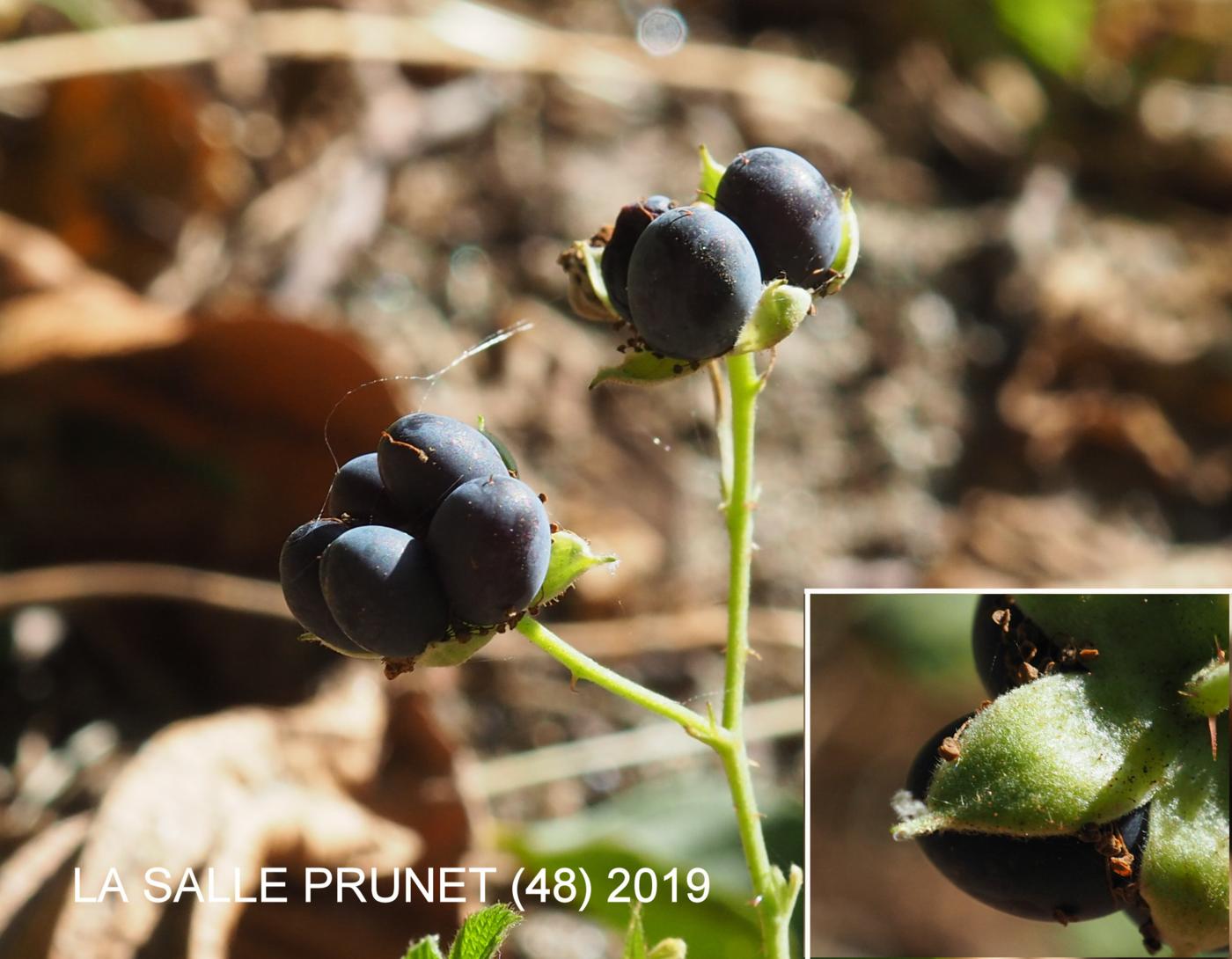 Dewberry fruit